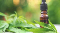 It’s Becoming Trendy to Use CBD Oil in Canada, Is it Legit or Just Hype?